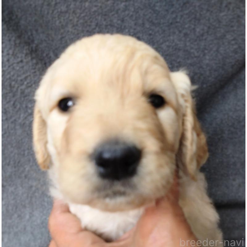 商談中の兵庫県のゴールデンドゥードル:ゴールデンレトリーバー×プードル-428070の5枚目