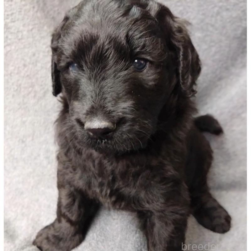 商談中の兵庫県のゴールデンドゥードル:ゴールデンレトリーバー×プードル-427965の6枚目