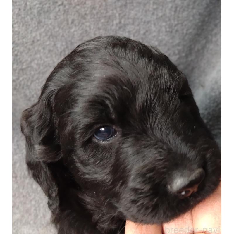 商談中の兵庫県のゴールデンドゥードル:ゴールデンレトリーバー×プードル-427965の5枚目