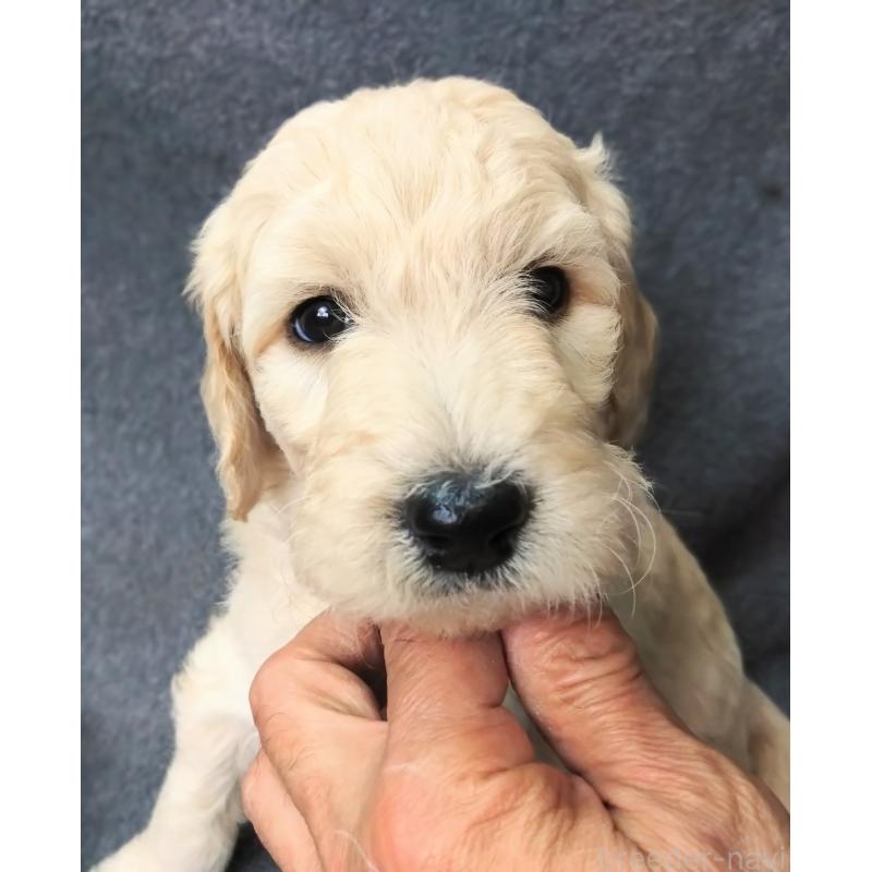 成約済の兵庫県のゴールデンドゥードル:ゴールデンレトリーバー×プードル-427963の5枚目