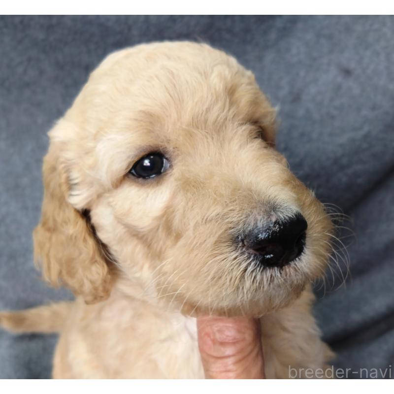 販売中の兵庫県のゴールデンドゥードル:ゴールデンレトリーバー×プードル-427961の4枚目