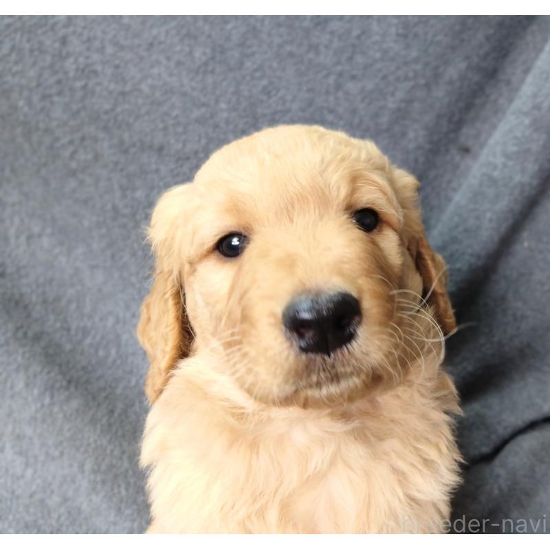 販売中の兵庫県のゴールデンドゥードル:ゴールデンレトリーバー×プードル-424185の5枚目