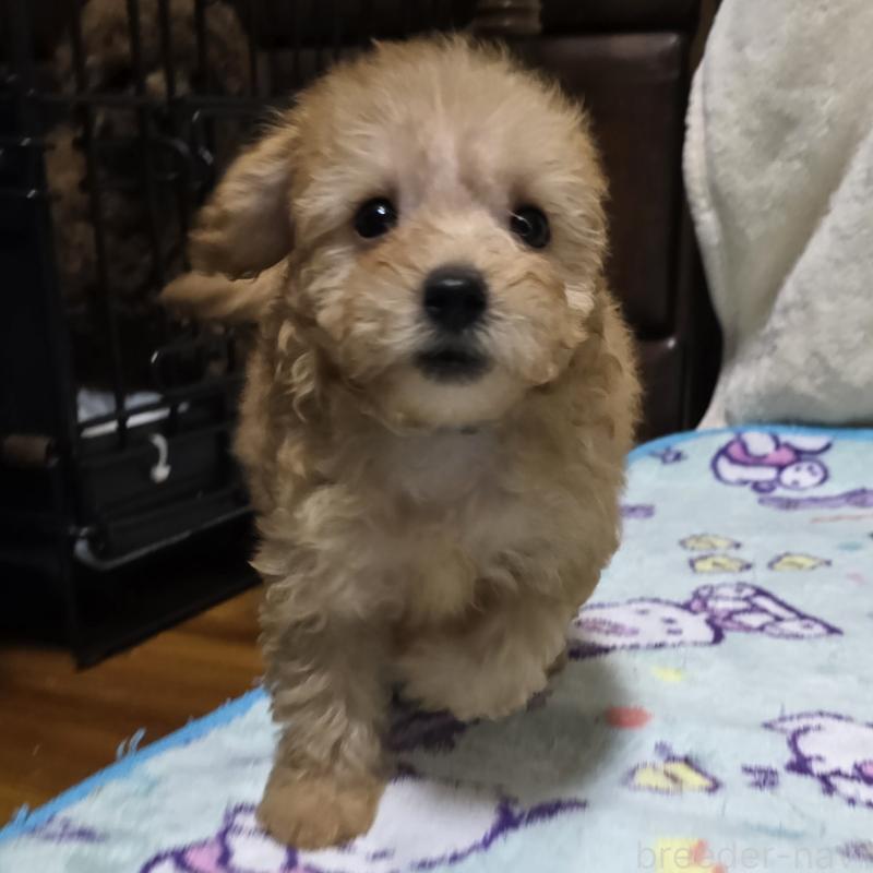 販売中の岡山県のトイプードル-422174