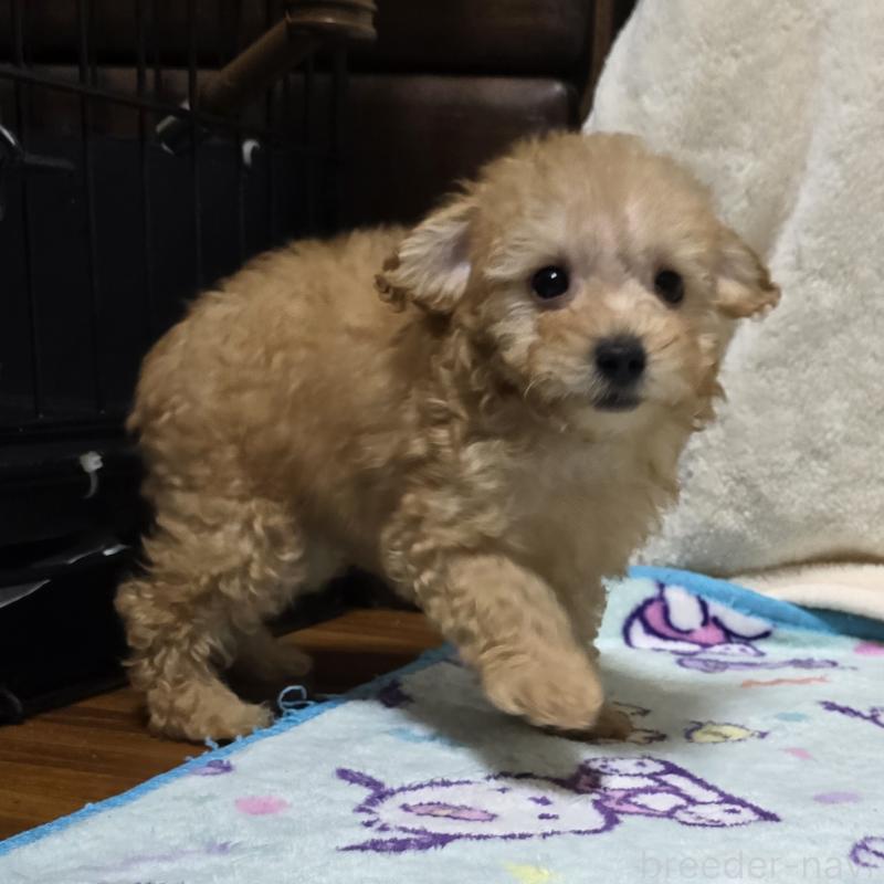 販売中の岡山県のトイプードル-422174の4枚目