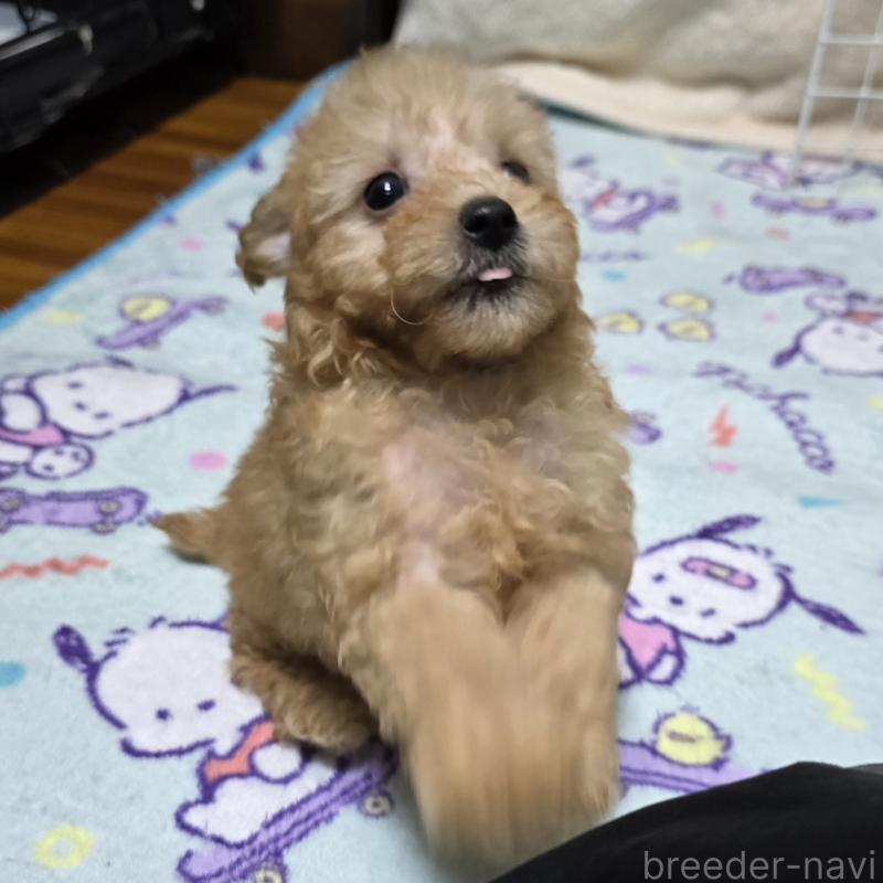 販売中の岡山県のトイプードル-422174の3枚目