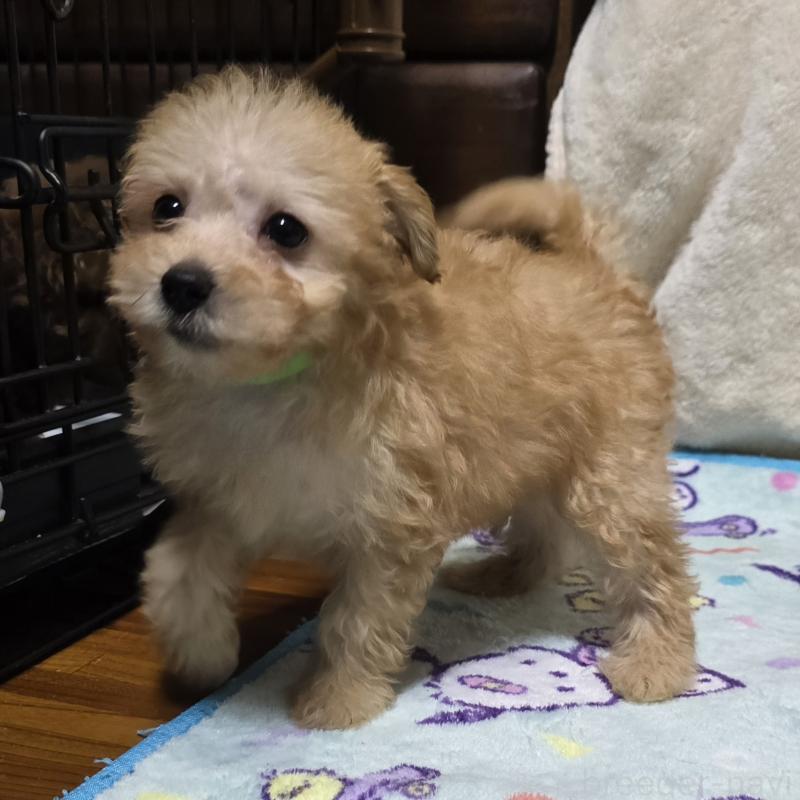 成約済の岡山県のトイプードル-422175の1枚目