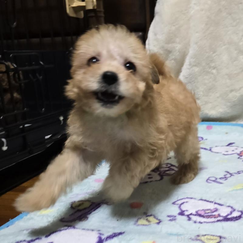 成約済の岡山県のトイプードル-422175の3枚目