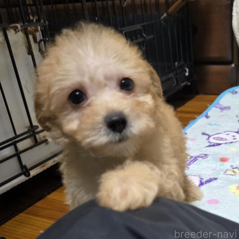 成約済の岡山県のトイプードル-422175の2枚目