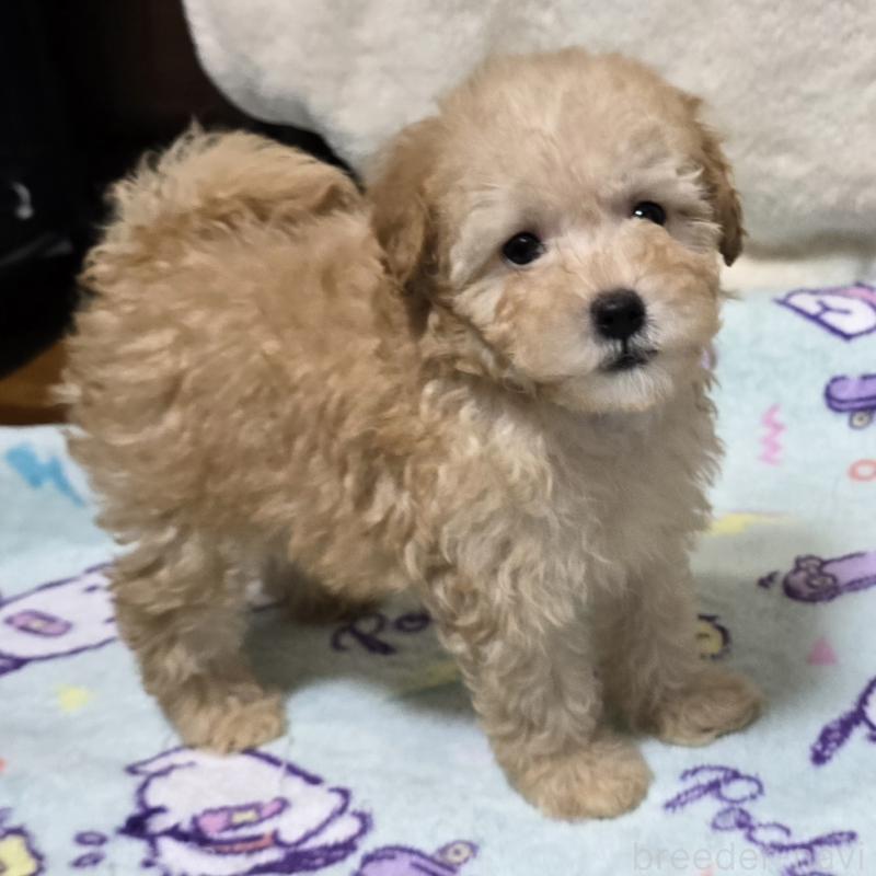 販売中の岡山県のトイプードル-422177