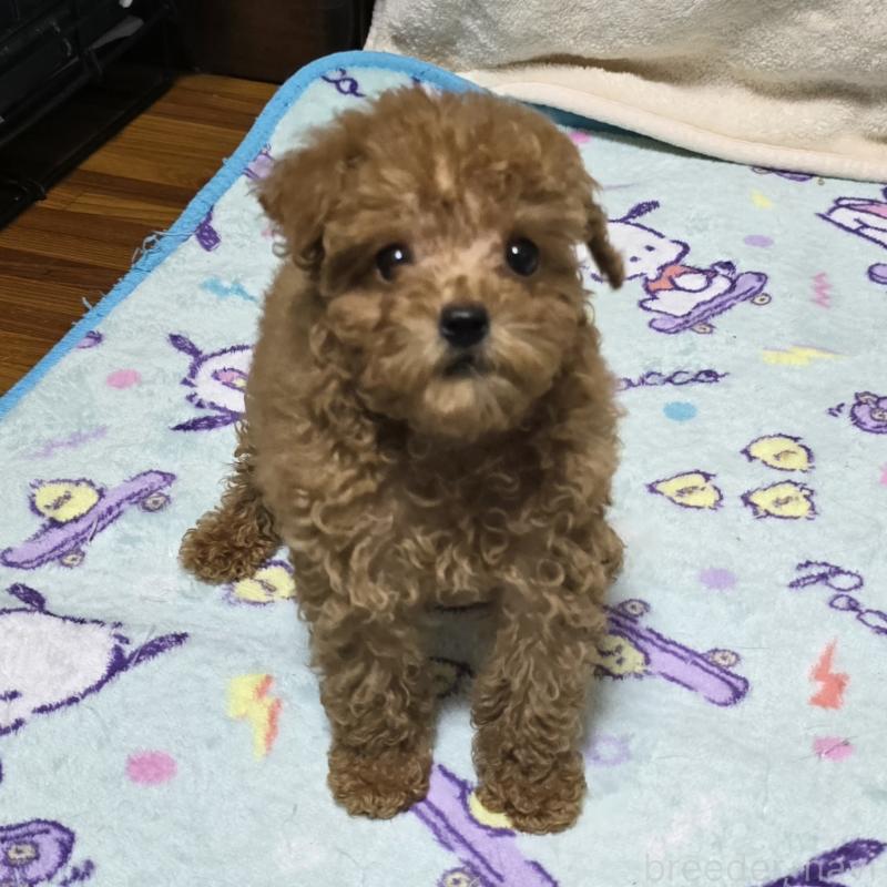 販売中の岡山県のトイプードル-419707