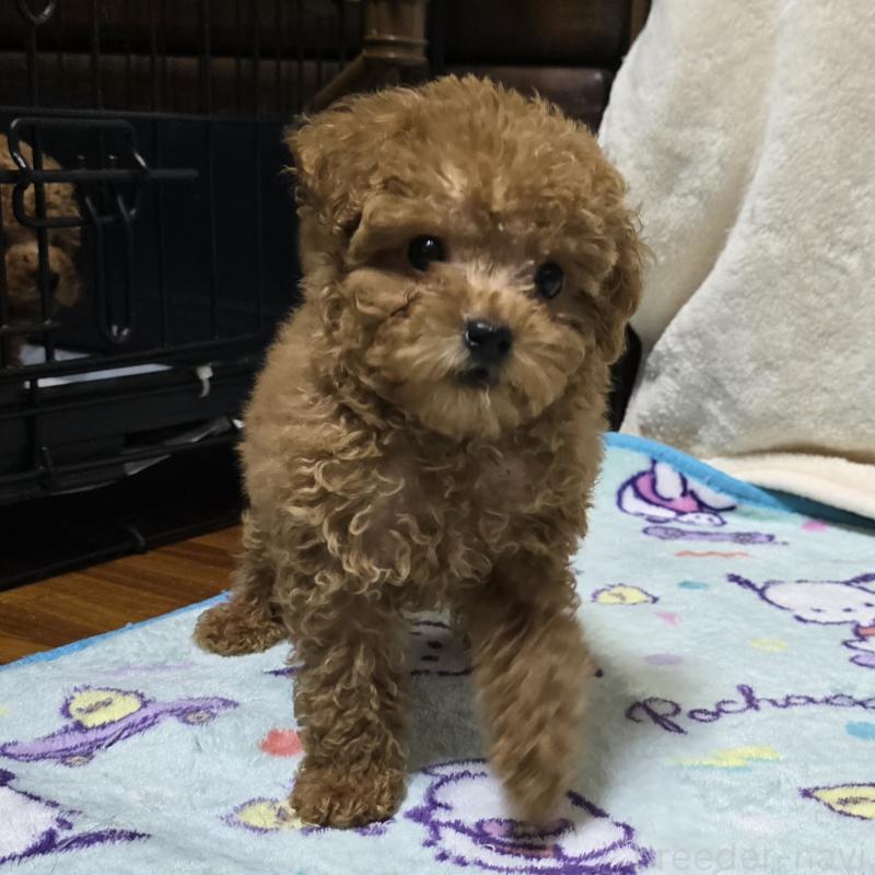 成約済の岡山県のトイプードル-419707の6枚目