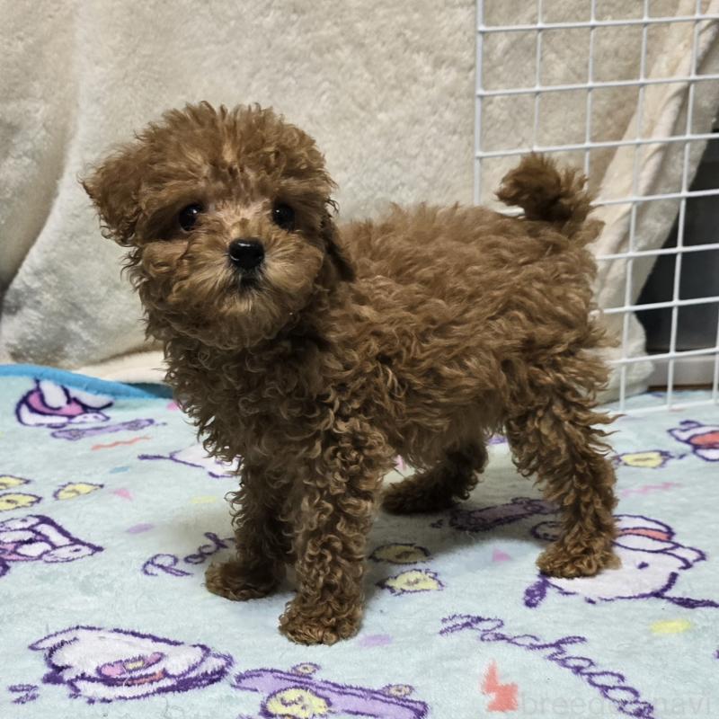 成約済の岡山県のトイプードル-419707の5枚目