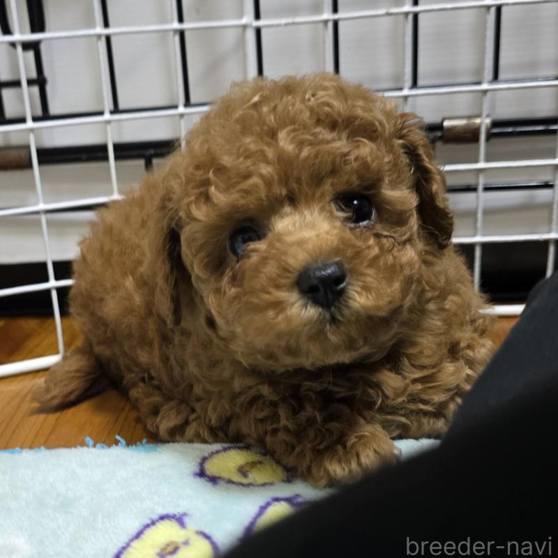 販売中の岡山県のトイプードル-425743