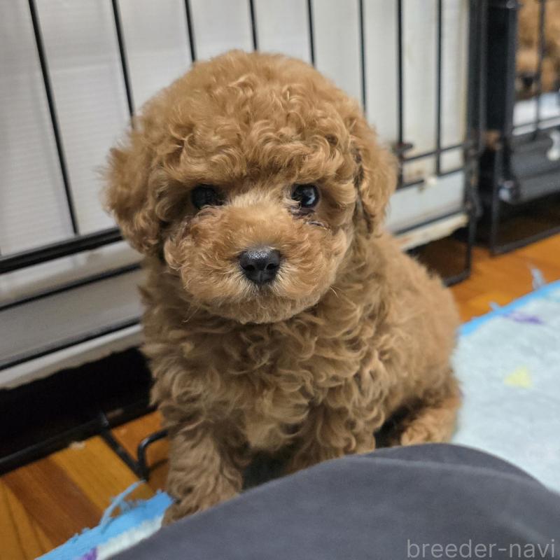 商談中の岡山県のトイプードル-425743の4枚目