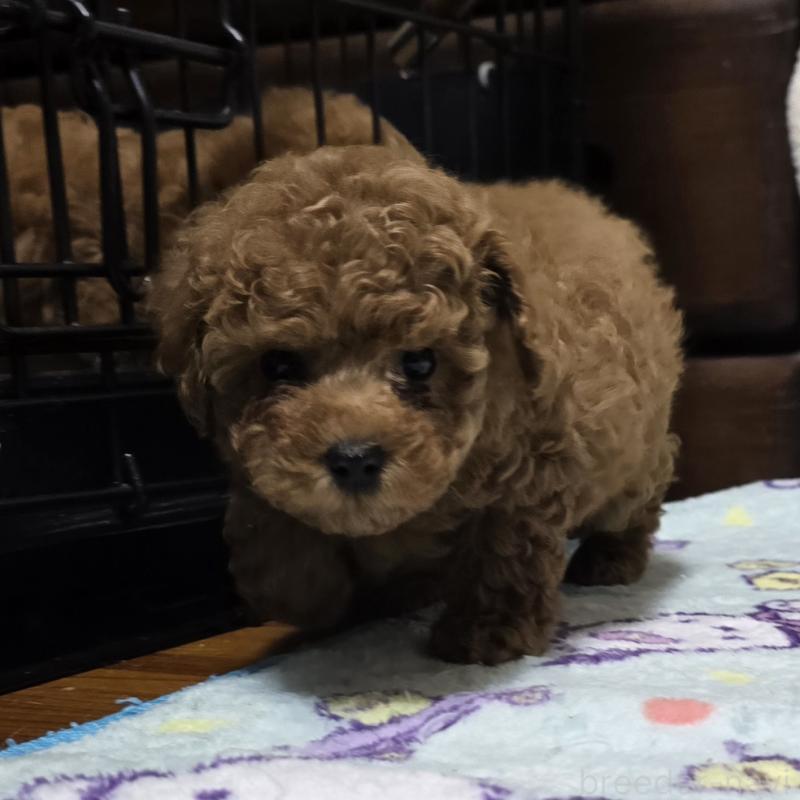 商談中の岡山県のトイプードル-425743の3枚目