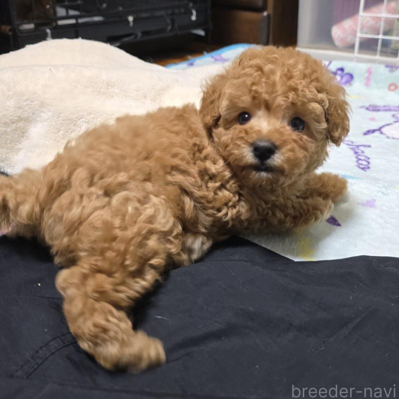 販売中の岡山県のトイプードル-425744