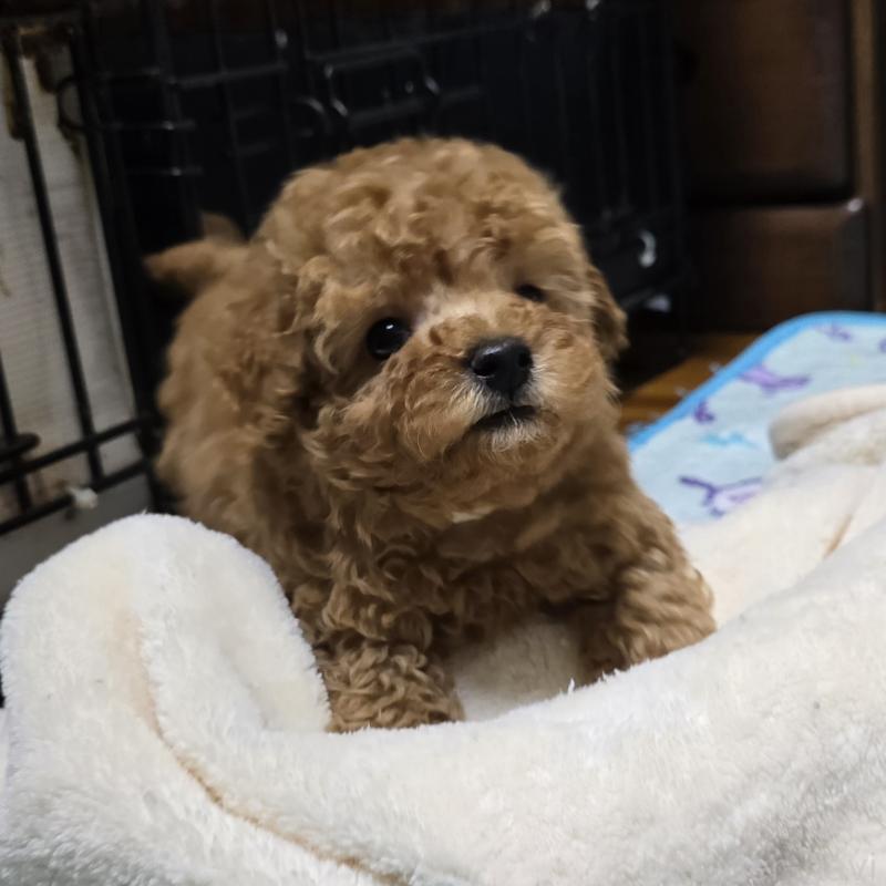 販売中の岡山県のトイプードル-425744の12枚目