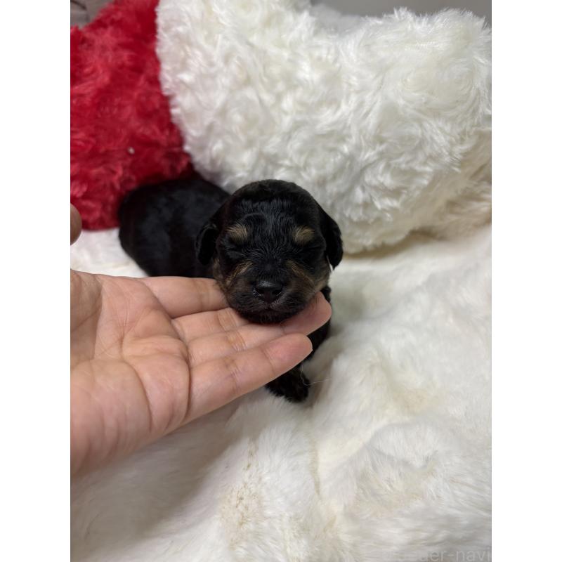 販売中の福岡県のミックス犬-429908の3枚目