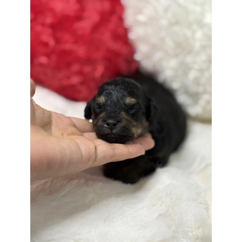 販売中の福岡県のミックス犬-429908の2枚目