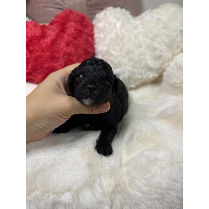 販売中の福岡県のミックス犬-429909の2枚目