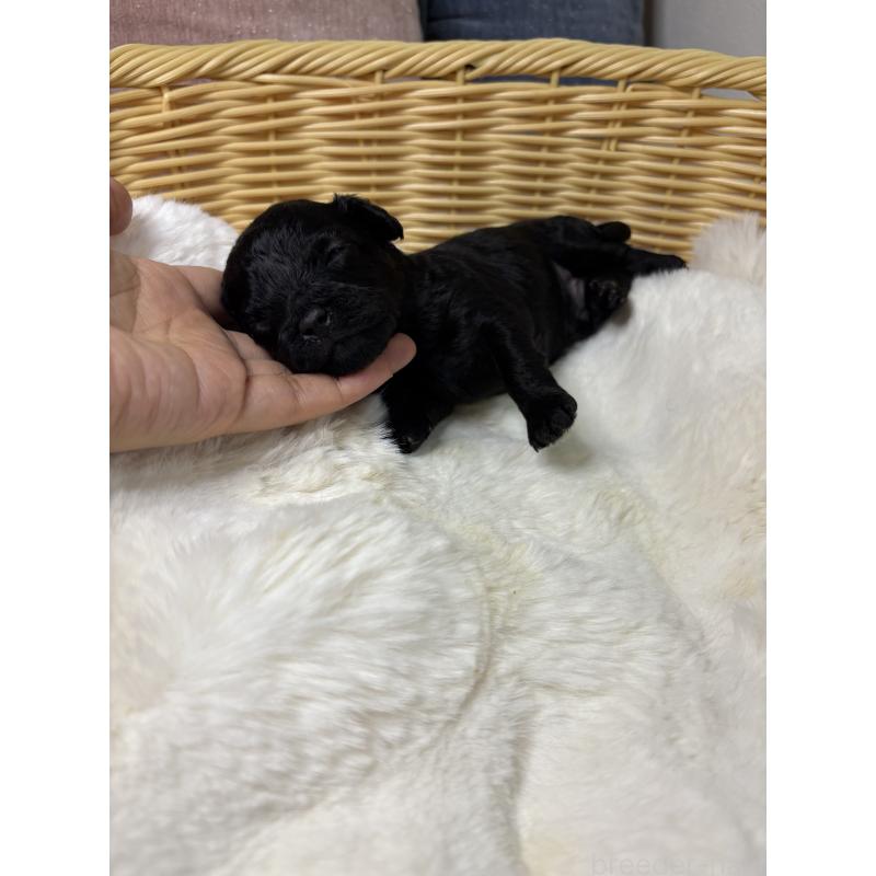 販売中の福岡県のミックス犬-429910の2枚目