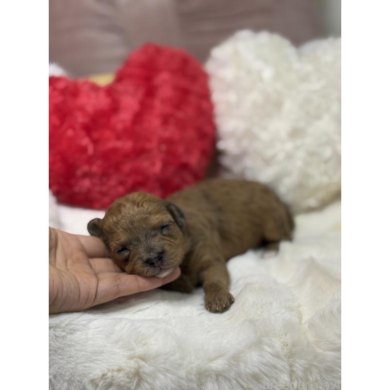 販売中の福岡県のミックス犬-429911の3枚目