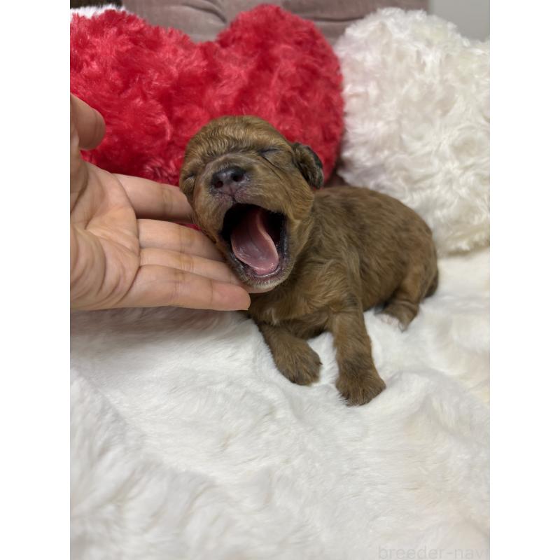 販売中の福岡県のミックス犬-429911の2枚目