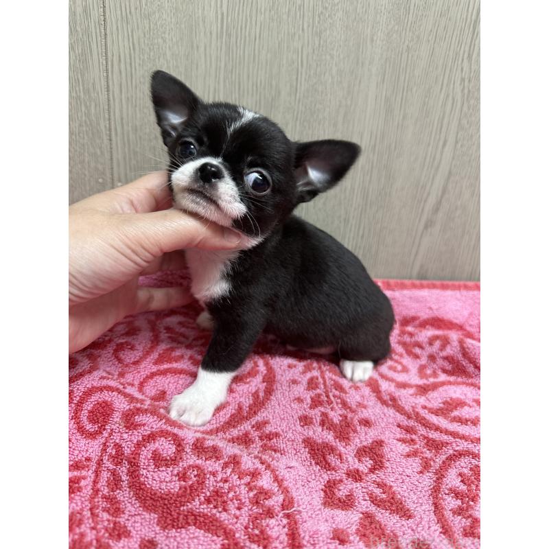 成約済の福島県のチワワ(スムースコート)-427596の3枚目