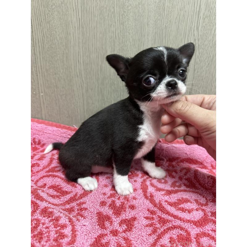 成約済の福島県のチワワ(スムースコート)-427596の2枚目