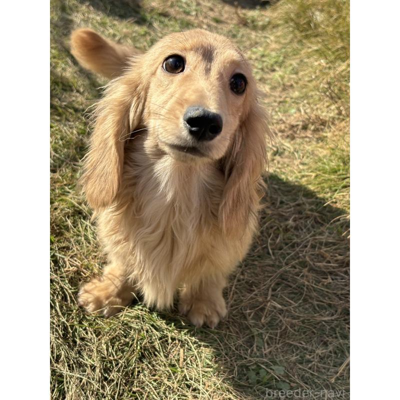 商談中の香川県のカニンヘンダックスフンド(ロングヘアード)-395659の8枚目