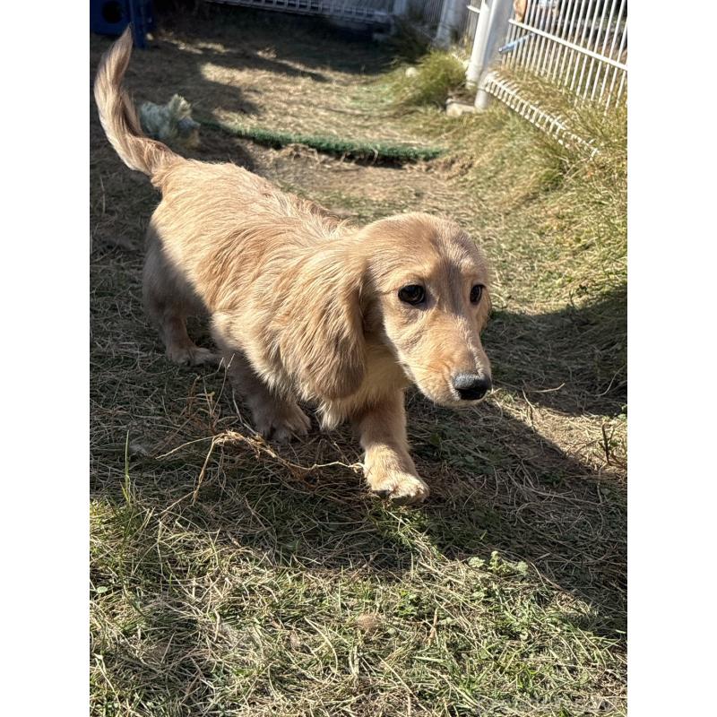 商談中の香川県のカニンヘンダックスフンド(ロングヘアード)-395659の6枚目