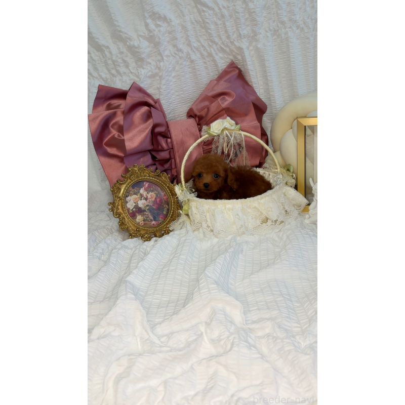 販売中の大阪府のティーカッププードル-412765の10枚目