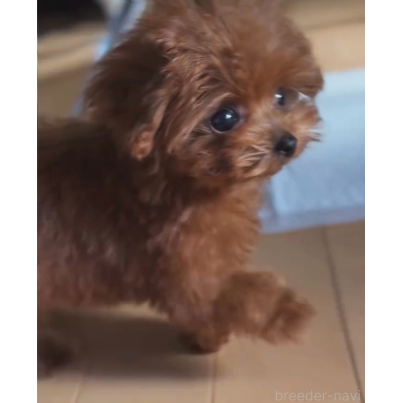 販売中の大阪府のティーカッププードル-411064の2枚目