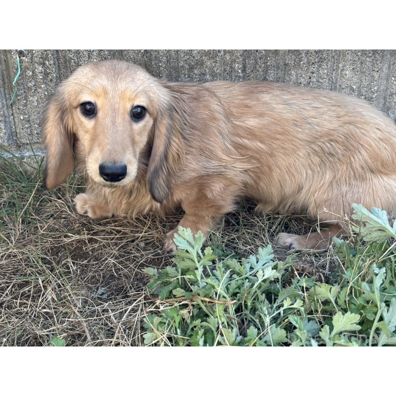 販売中の香川県のカニンヘンダックスフンド(ロングヘアード)-395657の10枚目