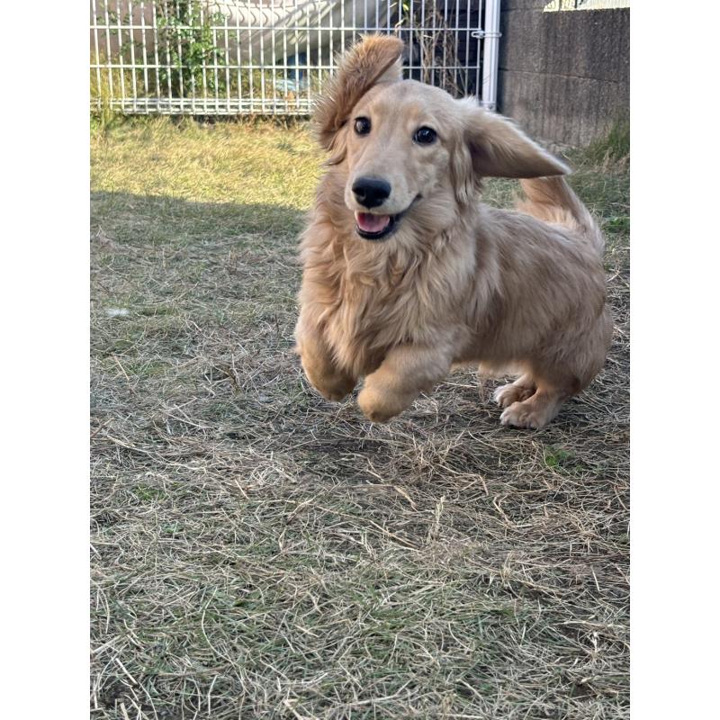 販売中の香川県のカニンヘンダックスフンド(ロングヘアード)-395657の9枚目