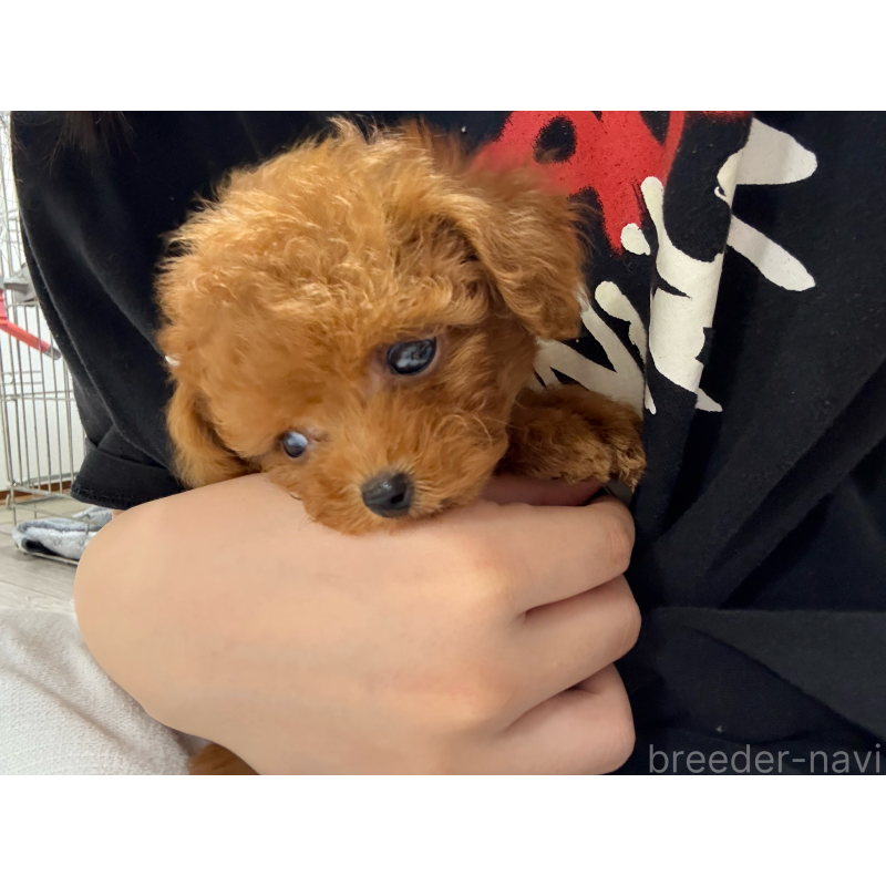 成約済の大阪府のティーカッププードル-412731の2枚目