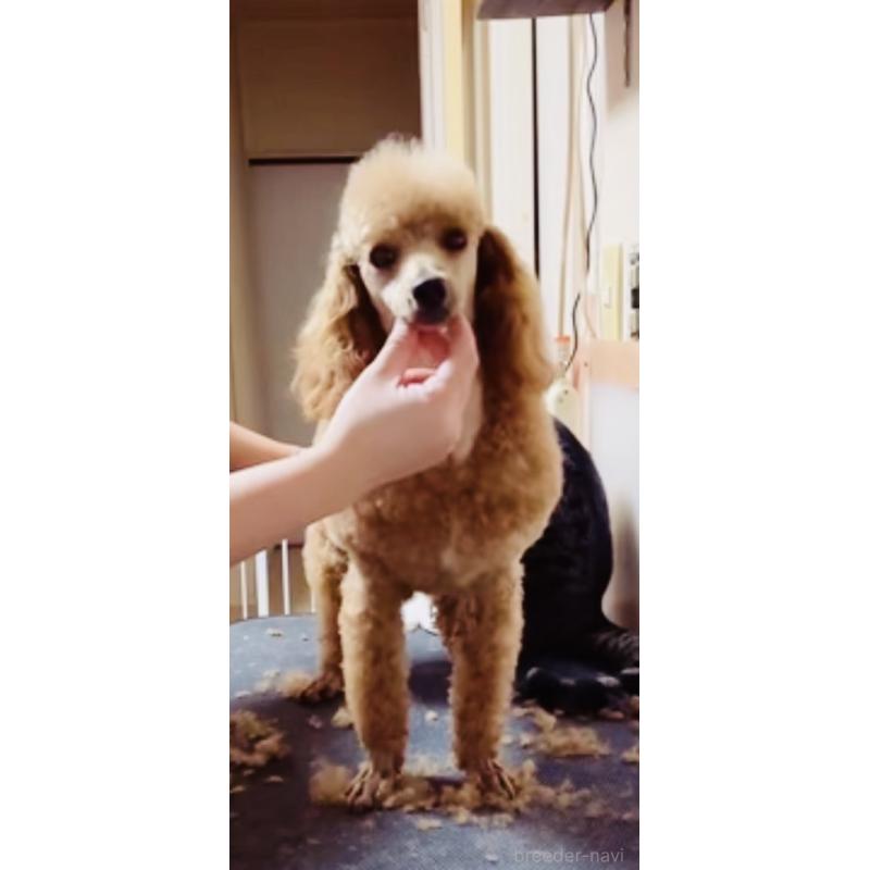 販売中の神奈川県のトイプードル-390481の2枚目