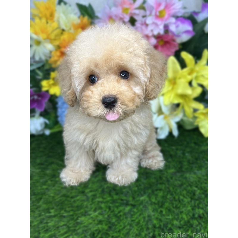 販売中の埼玉県のティーカッププードル-421987の2枚目