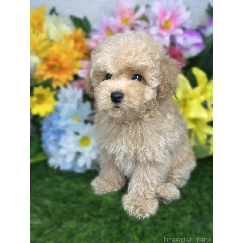 成約済の埼玉県のティーカッププードル-421986の2枚目