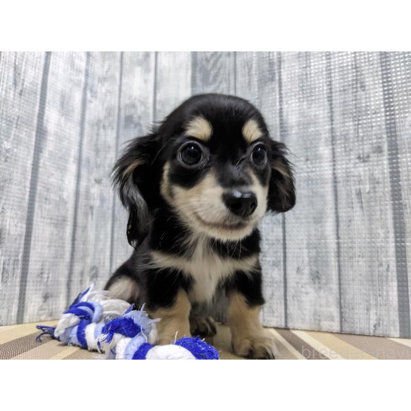 販売中の埼玉県のチワックス:チワワ×ミニチュアダックスフンド-429683の5枚目