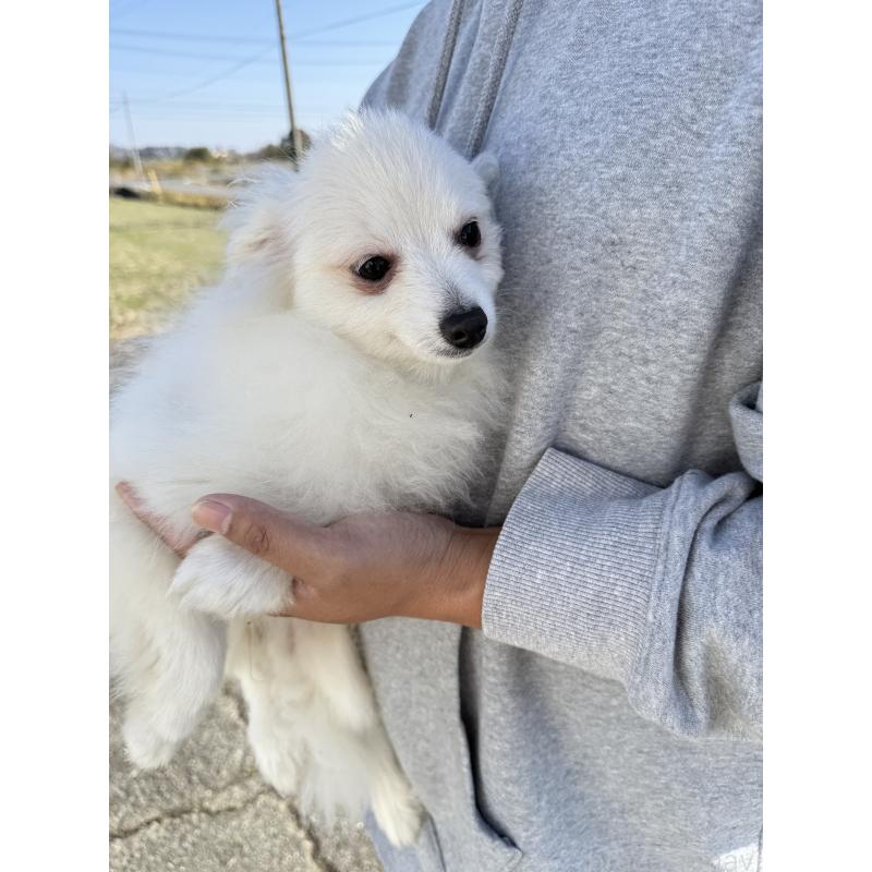 販売中の岐阜県のポメラニアン-403932の2枚目