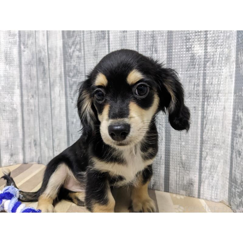 販売中の埼玉県のチワックス:チワワ×ミニチュアダックスフンド-429685の5枚目