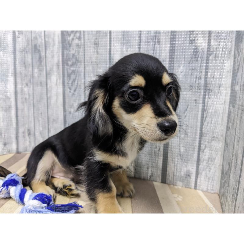 販売中の埼玉県のチワックス:チワワ×ミニチュアダックスフンド-429685の4枚目