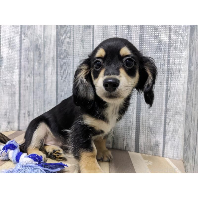 販売中の埼玉県のチワックス:チワワ×ミニチュアダックスフンド-429685の3枚目