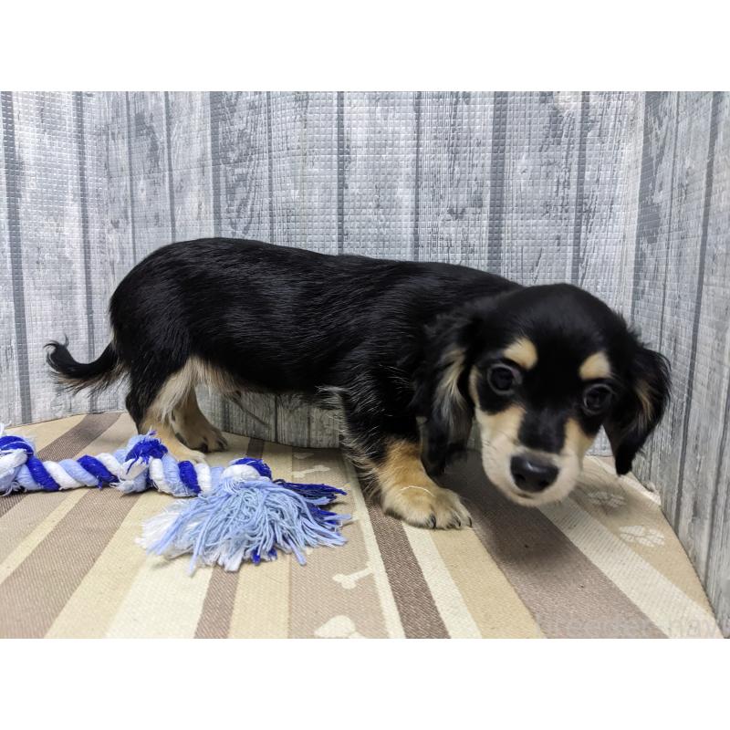 販売中の埼玉県のチワックス:チワワ×ミニチュアダックスフンド-429685の2枚目