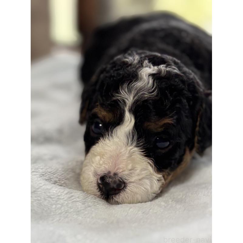 販売中の熊本県のバーニードゥードル:バーニーズ×スタンダードプードル-429686の5枚目