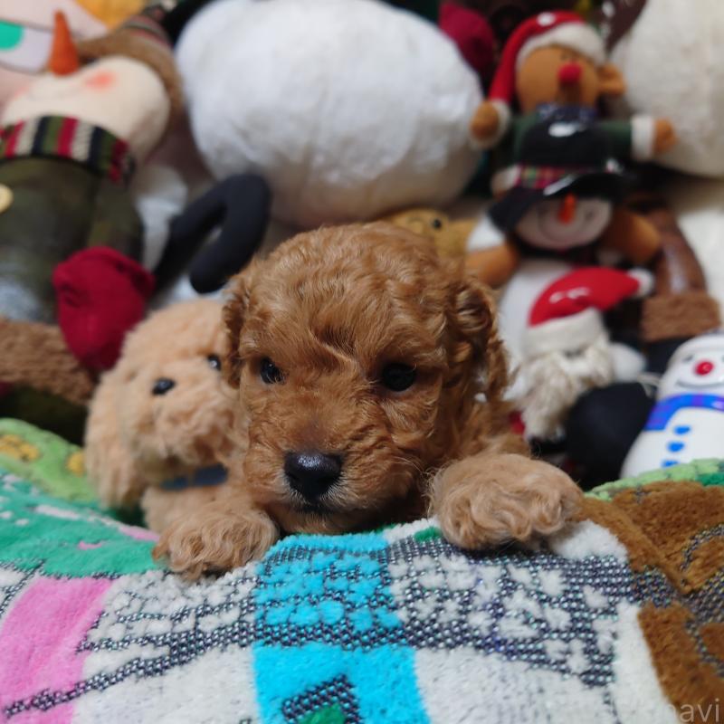 販売中の福岡県のトイプードル-429688の6枚目