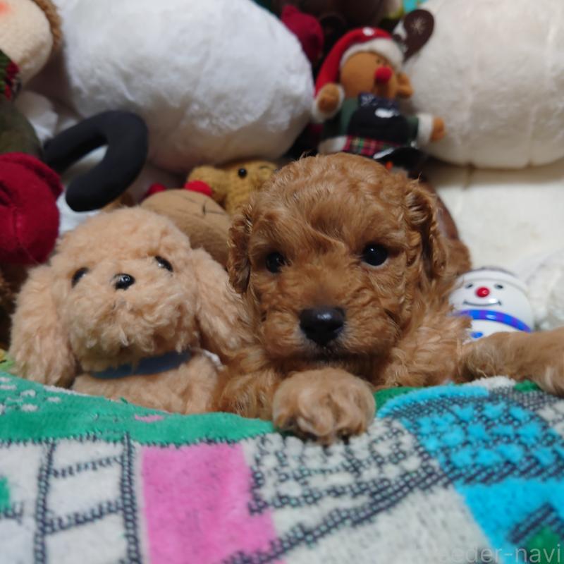 販売中の福岡県のトイプードル-429688の5枚目