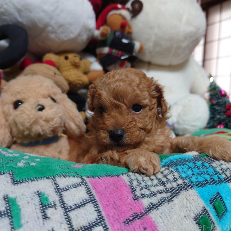 販売中の福岡県のトイプードル-429688の4枚目