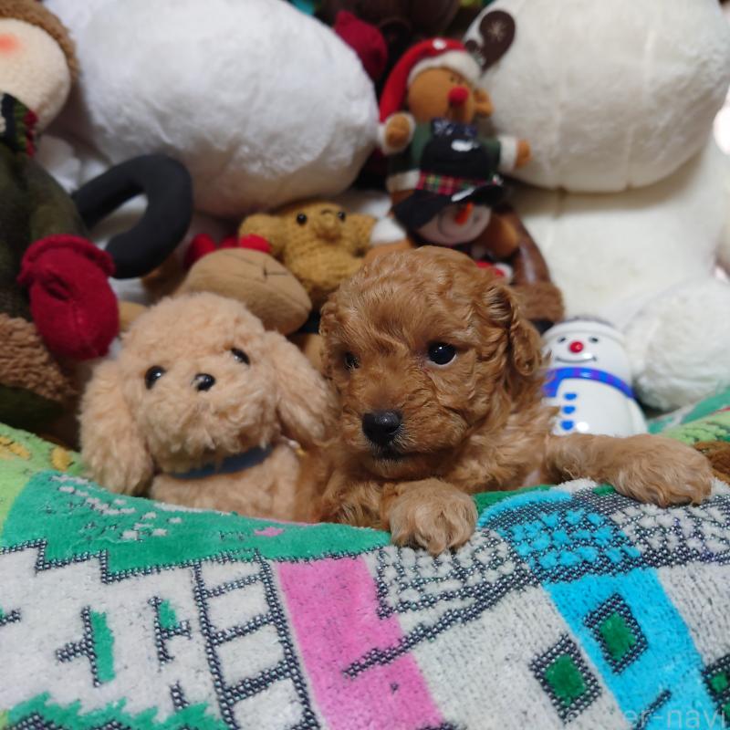 販売中の福岡県のトイプードル-429688の3枚目